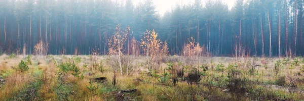 Березові дерева в сосновому лісі — стокове фото