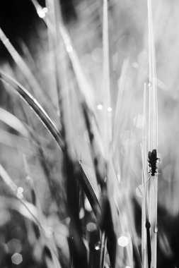 çimenlerin üzerinde uçmak