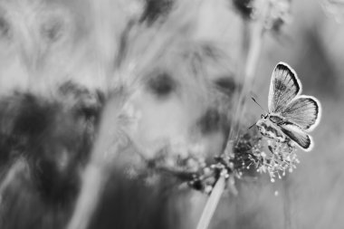 çayır üzerinde Kelebek