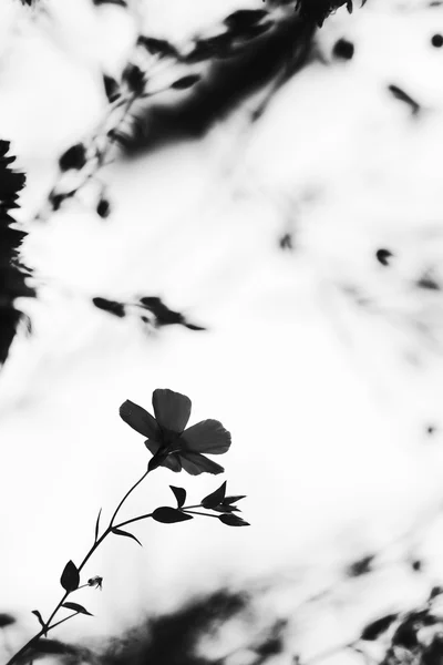 Flor solitária — Fotografia de Stock