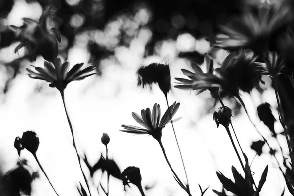 Flowers in garden at morning — Stock Photo, Image