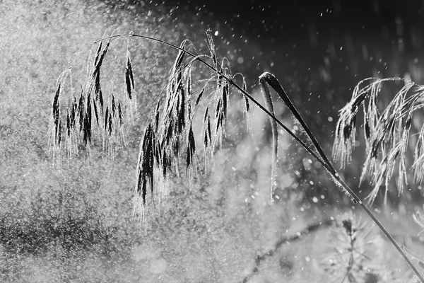 Grama na chuva — Fotografia de Stock