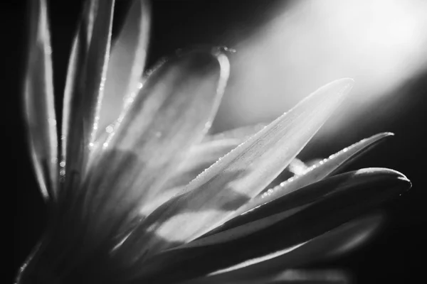 Flor de outono na luz solar — Fotografia de Stock