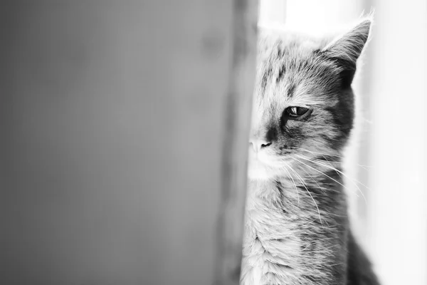 美丽的猫 — 图库照片