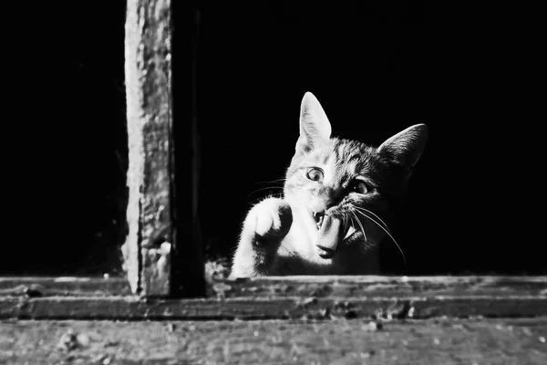 Gato en ventana —  Fotos de Stock