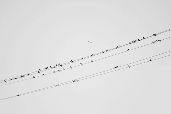 Птицы на проволоке — стоковое фото