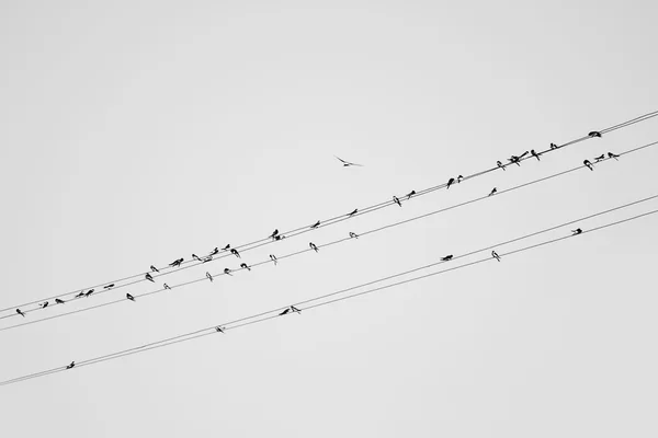 Birds on wire — Stock Photo, Image