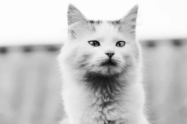 Retrato de gato — Fotografia de Stock