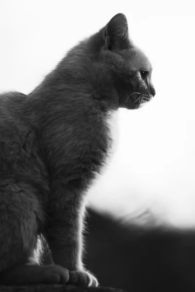 Silhouette of cat — Stock Photo, Image