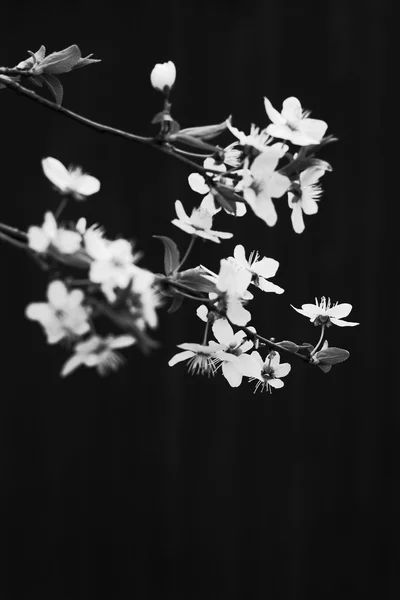 Flores de cerejeira — Fotografia de Stock