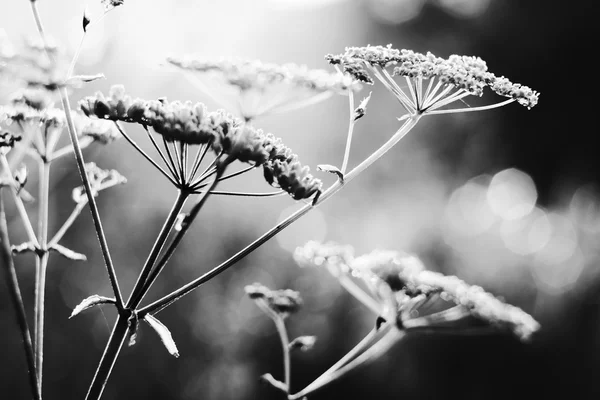 Summer field plants in morning dew