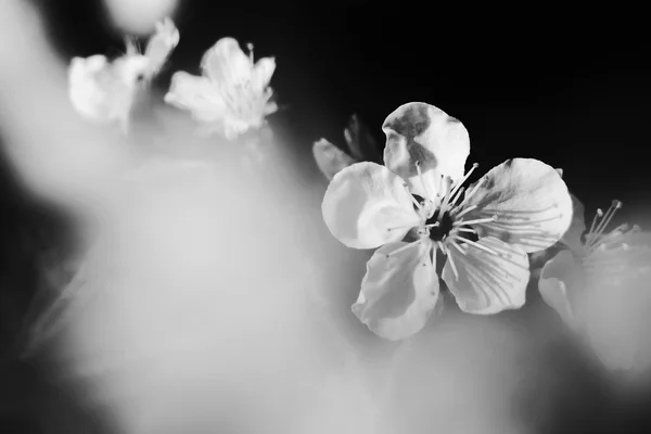 Flor de cereza — Foto de Stock