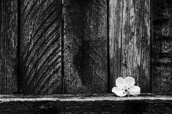 Flor de cereja — Fotografia de Stock