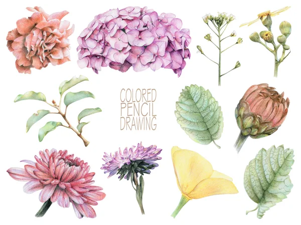 Conjunto de diferentes flores e plantas da primavera — Fotografia de Stock