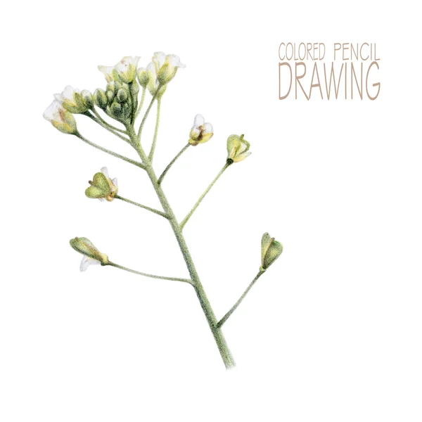 Illustration mit Frühlingspflanze — Stockfoto