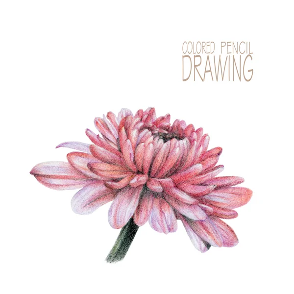 Ilustración con flor de primavera —  Fotos de Stock