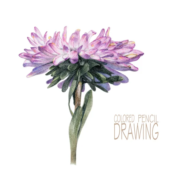 Ilustración con flor de primavera —  Fotos de Stock