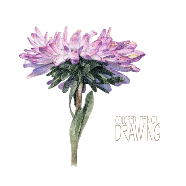 Illustration mit Frühlingsblume — Stockfoto