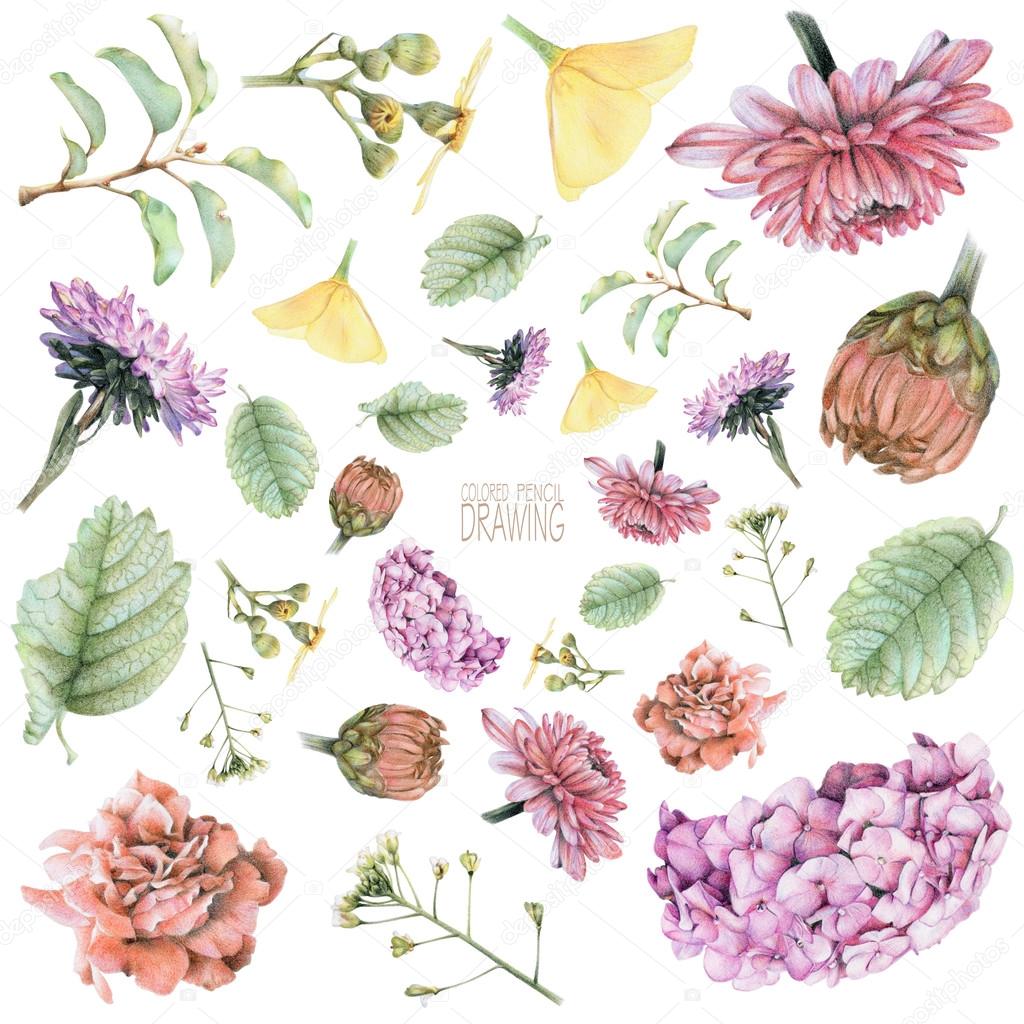 Set di diversi primavera fiori e piante disegnati a mano con le matite colorate disegno a matita insieme degli elementi floreali per creare posizioni