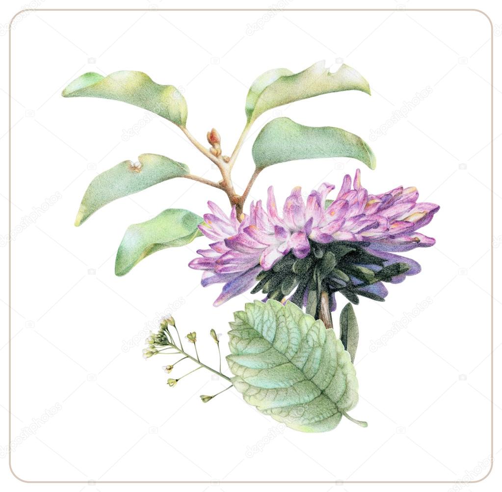 posizione di diversi primavera fiori e piante disegnati a mano con le matite colorate disegno a matita bouquet floreale ikebana — Foto di arvitalyaa