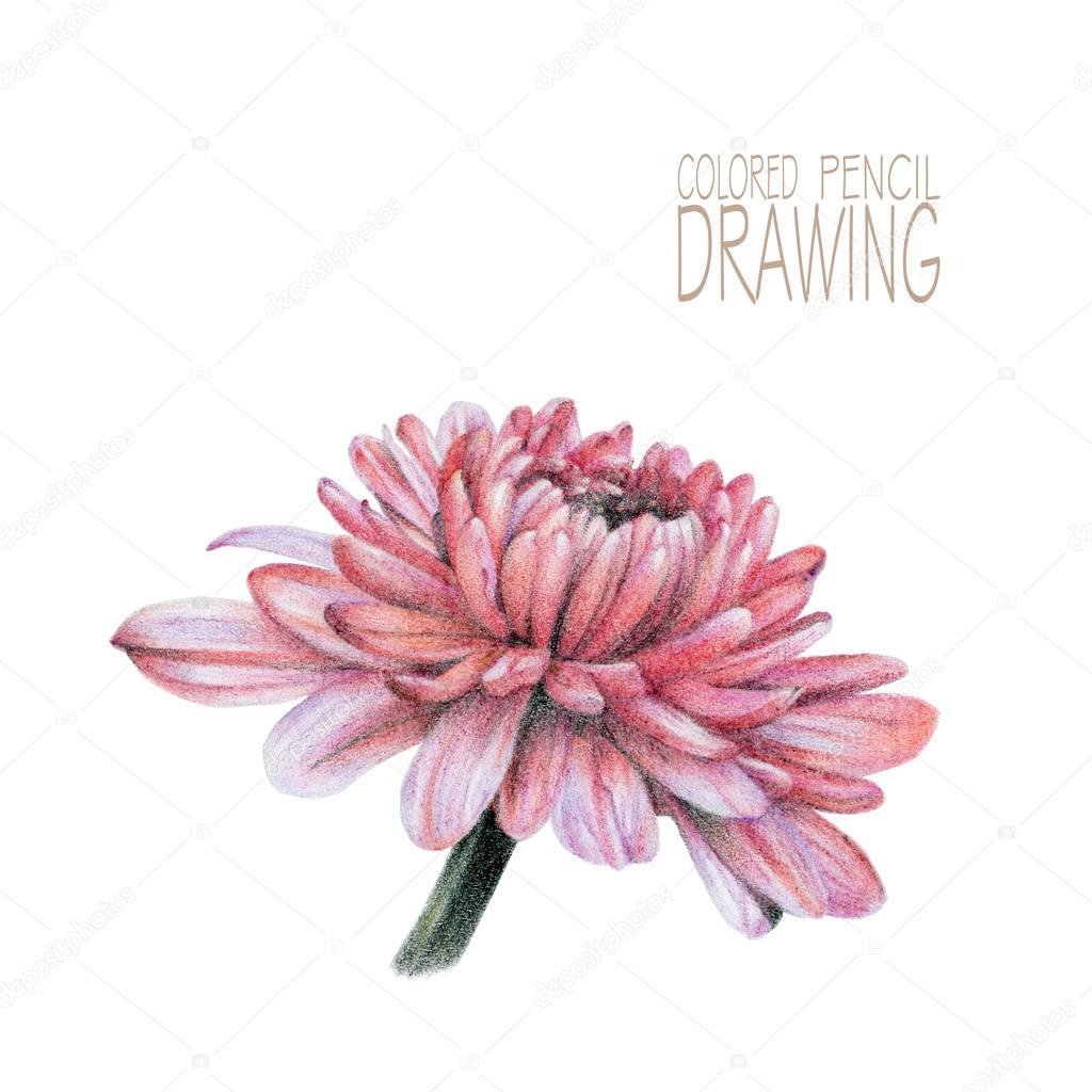 Illustrazione con il fiore di primavera disegnato a mano con le matite colorate disegno a matita elemento floreale per il disegno — Foto di arvitalyaa