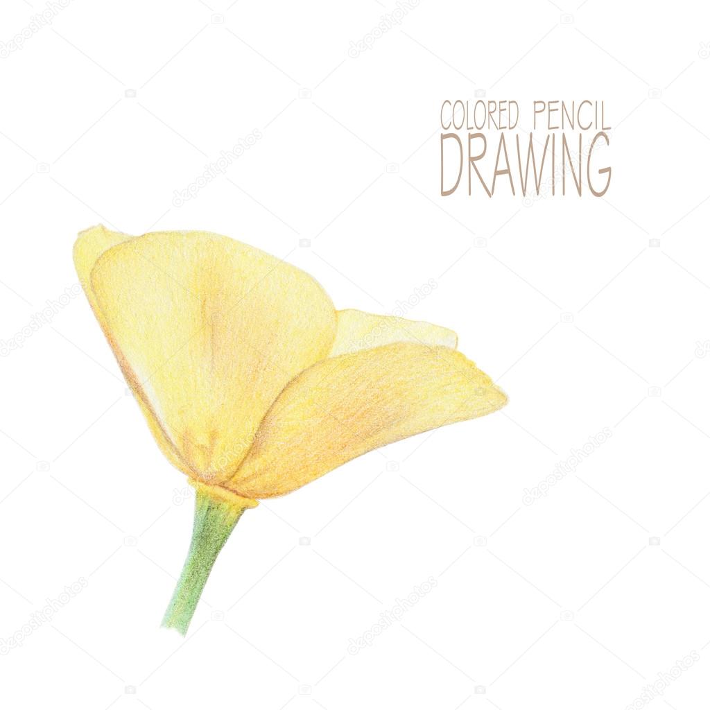 Illustrazione con il fiore di primavera disegnato a mano con le matite colorate disegno a matita elemento floreale per il disegno — Foto di arvitalyaa