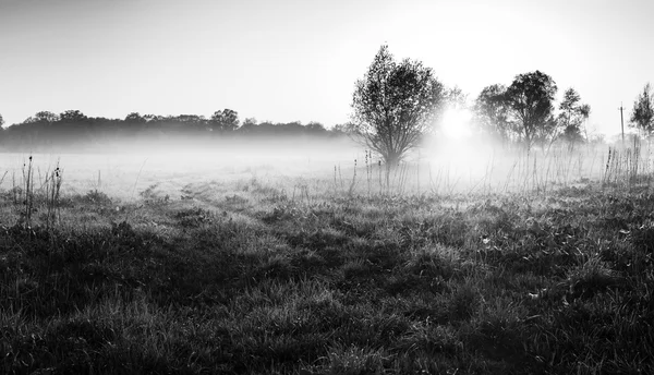 Kırsal alan, sisli çayır.