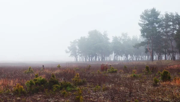 Paisaje con campo y bosque en niebla — Foto de Stock