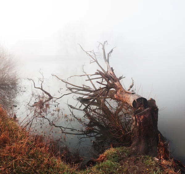 Landscape with chopped tree