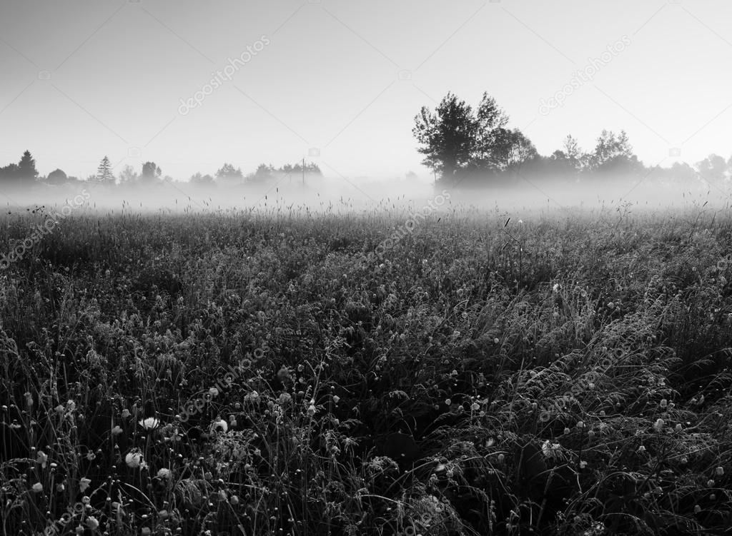 Rural landscape in meadow in mist
