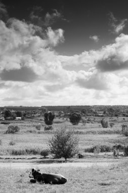 inek ile kırsal manzara