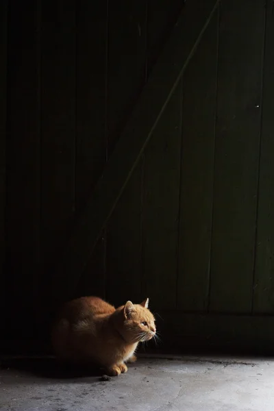 红猫的剪影 — 图库照片