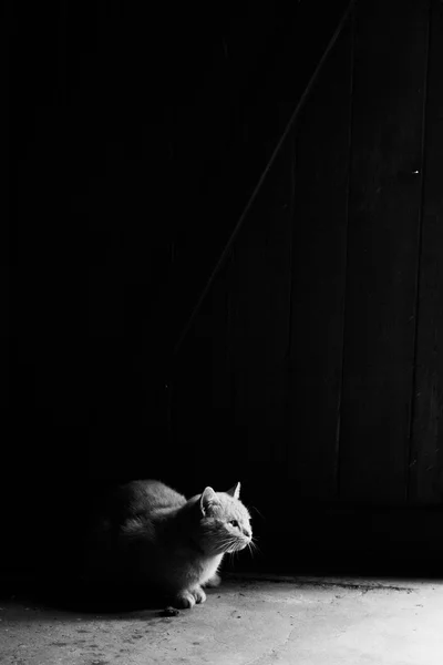 Silhouette of cat — Stock Photo, Image