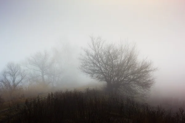 Boom in mist — Stockfoto