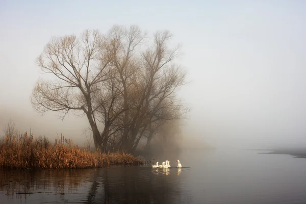 Geese in fog