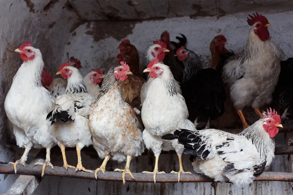 Galinhas em galinheiro — Fotografia de Stock