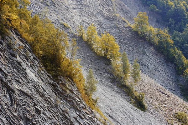 Trees growing on landslide — Stock Photo, Image