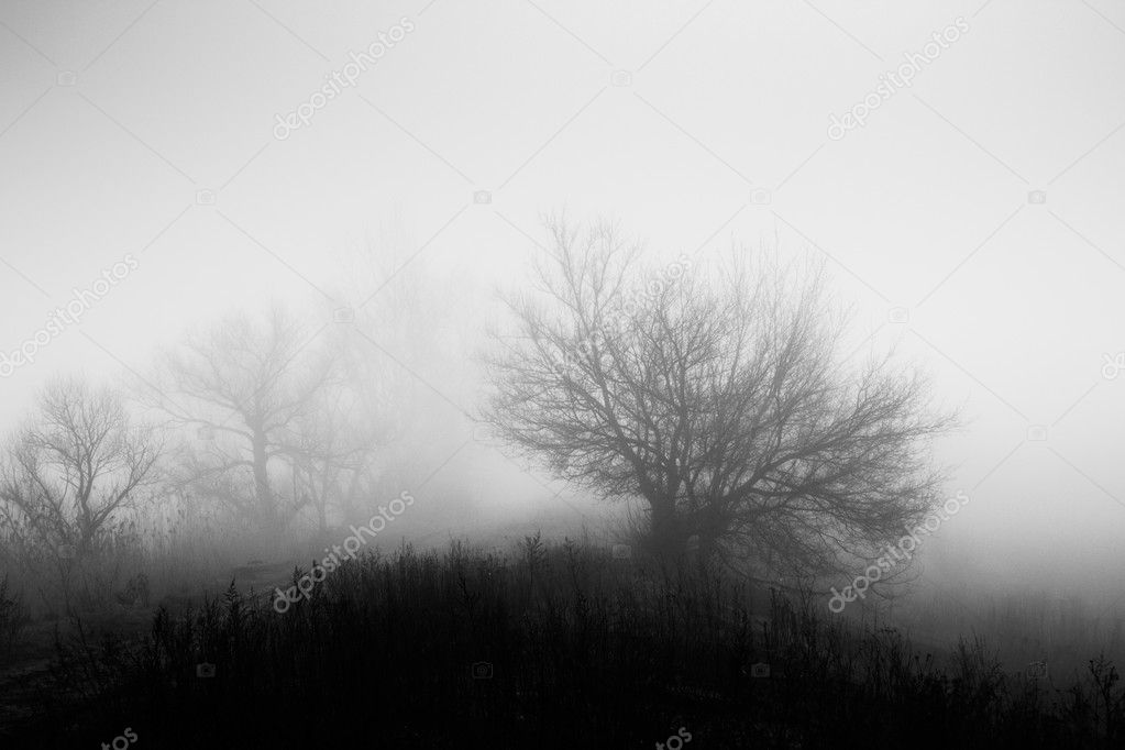 Tree in fog