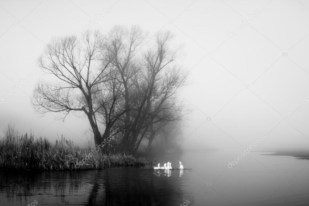 Geese in fog