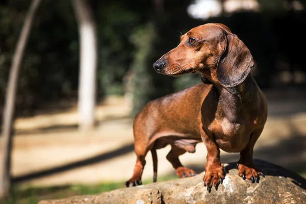 Dachshund in heldere gras in zonovergoten — Stockfoto