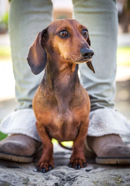 Dachshund güneşli parlak cephede içinde — Stok fotoğraf