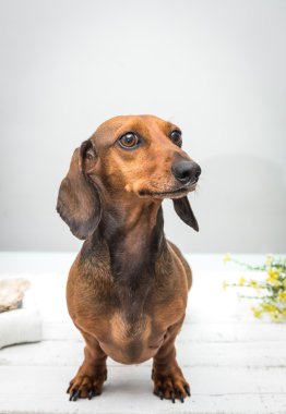 Dachshund Köpek Studio Beyaz ahşap tablo