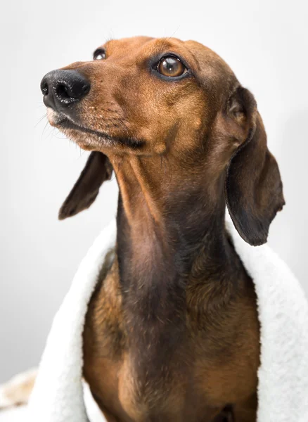 Perro Dachshund en estudio sobre mesa de madera blanca —  Fotos de Stock