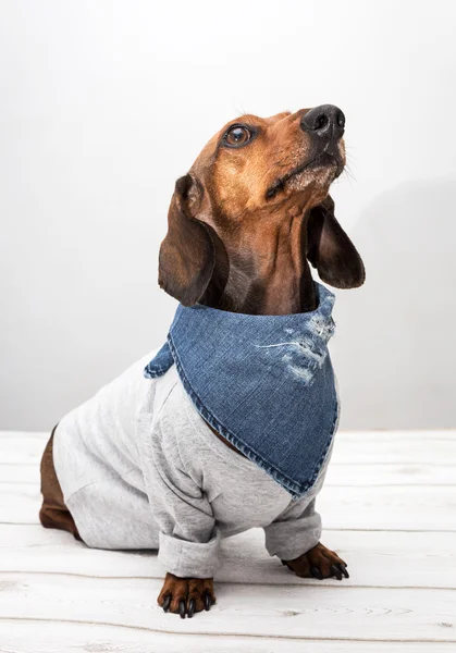 Dachshund dog in studio on white wooden table — Stock Photo, Image