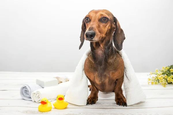 Dachshund dog in studio on white wooden table — Stock Photo, Image