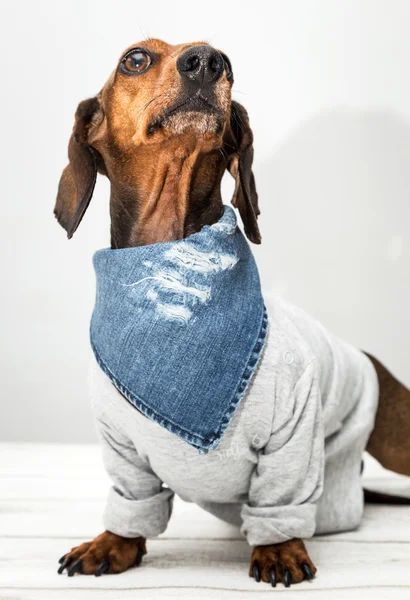 Dachshund cão no estúdio na mesa de madeira branca — Fotografia de Stock