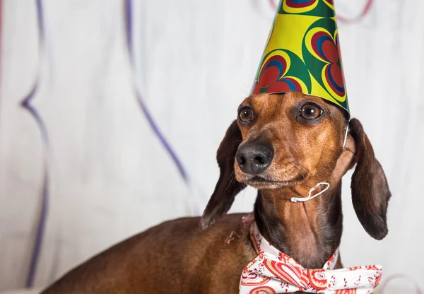 Huisdier in feest hoed en zittend op confetti ' bow-tie — Stockfoto