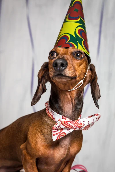 Huisdier in feest hoed en zittend op confetti ' bow-tie — Stockfoto