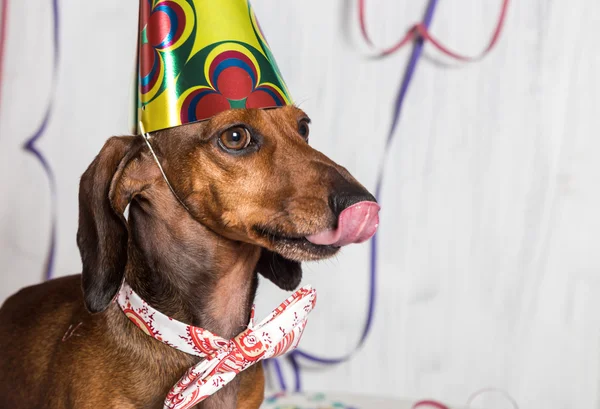 Huisdier in feest hoed en zittend op confetti ' bow-tie — Stockfoto