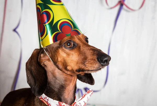 Huisdier in feest hoed en zittend op confetti ' bow-tie — Stockfoto